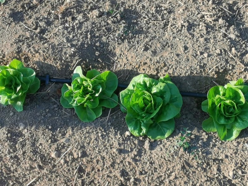 Primeros Frutos: Una Cosecha Prometedora en&nbsp;Guara.Bio